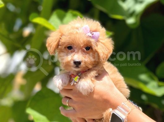 Dizayn Irk Sevimli Maltipoo Yavrular görsel