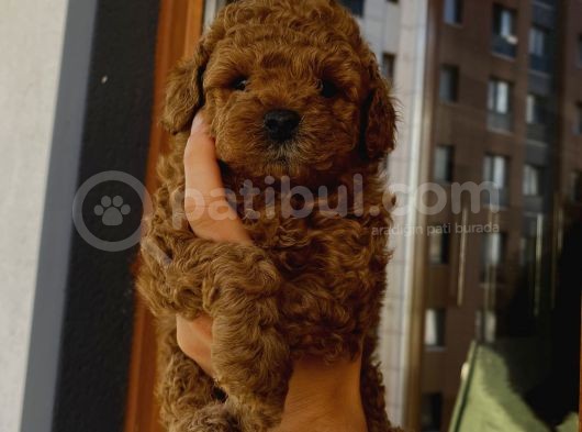 Birbirlerinden Oyuncu Toypoodle Yavrularımız görsel