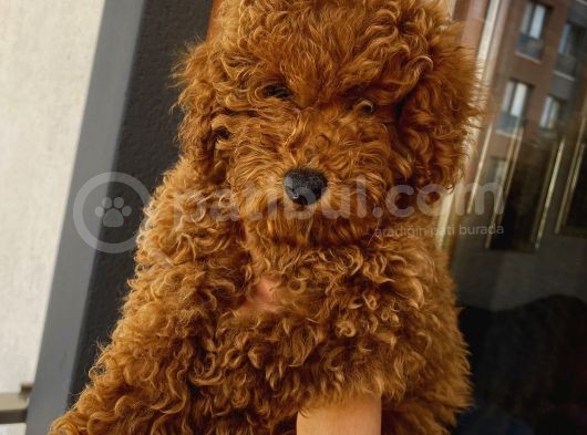 Birbirlerinden Oyuncu Toypoodle Yavrularımız görsel