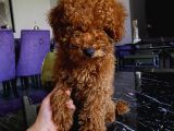Birbirlerinden Oyuncu Toypoodle Yavrularımız