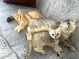 Orjinal  British Shorthair Yavrularımız