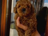 Birbirlerinden Oyuncu Toypoodle Yavrularımız