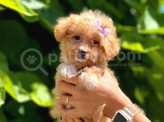 Dizayn Irk Sevimli Maltipoo Yavrular görsel