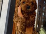 Birbirlerinden Oyuncu Toypoodle Yavrularımız