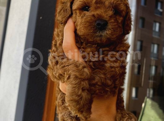 Birbirlerinden Oyuncu Toypoodle Yavrularımız görsel