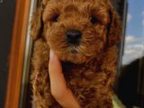 Birbirlerinden Oyuncu Toypoodle Yavrularımız