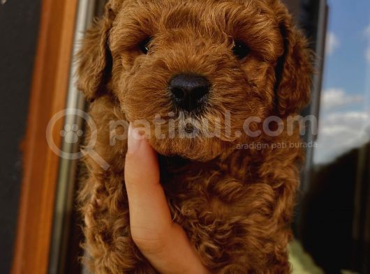 Birbirlerinden Oyuncu Toypoodle Yavrularımız