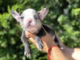 Blue Merle Nadi̇r Renk French Bulldog
