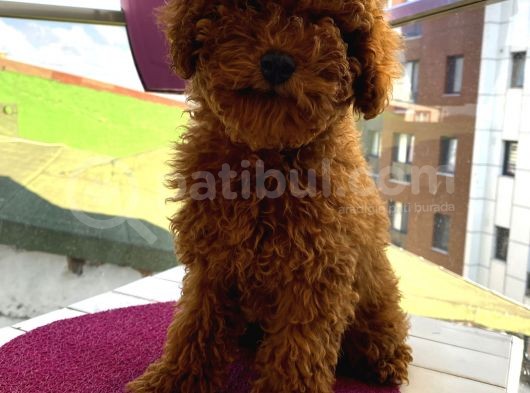 Birbirlerinden Oyuncu Toypoodle Yavrularımız görsel