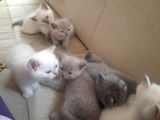British Longhair Shorthair Bluepoint Yavrucuklarım Için Yuva Aranıyor