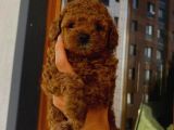 Tatlı Mı Tatlı Toy Poodle Yavrumuz