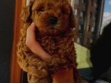 Tatlı Mı Tatlı Toy Poodle Yavrumuz