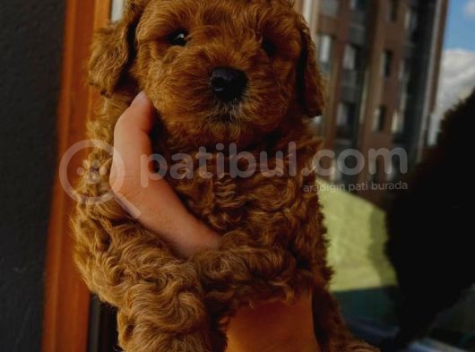 Tatlı Mı Tatlı Toy Poodle Yavrumuz görsel
