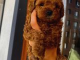 Tatlı Mı Tatlı Toy Poodle Yavrumuz