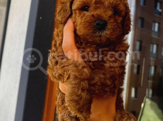 Tatlı Mı Tatlı Toy Poodle Yavrumuz görsel