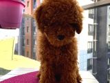 Güzel Toy Poodle Kızımız