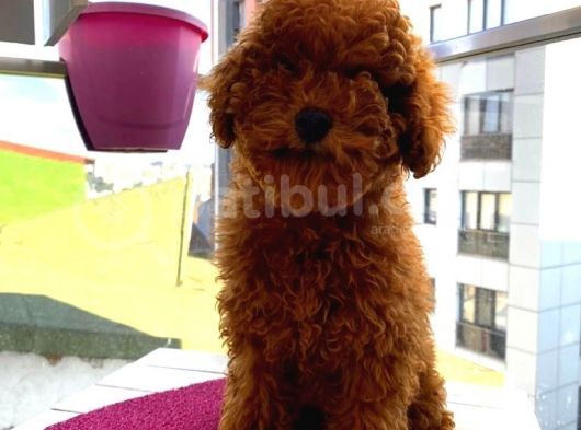 Güzel Toy Poodle Kızımız görsel