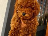 Güzel Toy Poodle Kızımız
