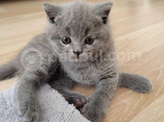 British Shorthair Yavrular Sahiplendirilir görsel