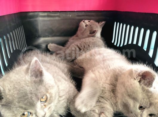 British Shorthair Yavrular Sahiplendirilir görsel