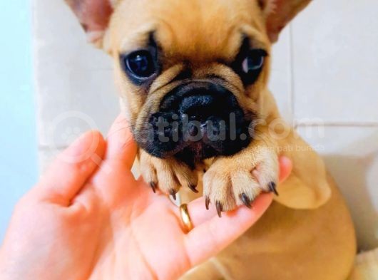 French Bulldog Fawn Yavru Ai̇lesi̇ni̇ Bekli̇yor görsel