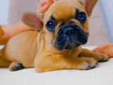 French Bulldog Fawn Yavru Ai̇lesi̇ni̇ Bekli̇yor