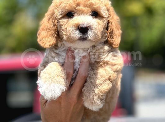 Muhteşem Toy Poodle Yavrularimiz görsel