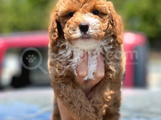 Red Toy Poodle Yavrumuz görsel