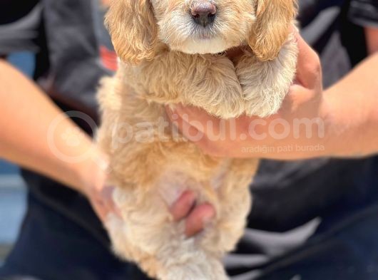 Muhteşem Malti̇poo Yavrumuz görsel