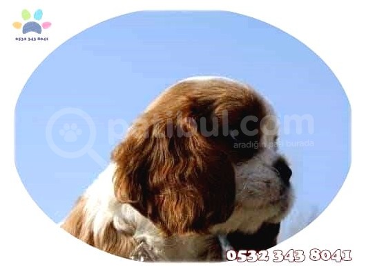 Süs Köpeği Cinsleri