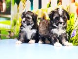 Malti̇poo Yavru
