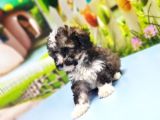 Malti̇poo Yavru
