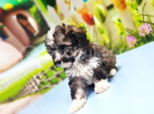 Malti̇poo Yavru görsel