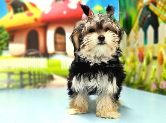 Morkie Yavrusu