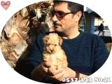 Süs Köpeği Cinsleri