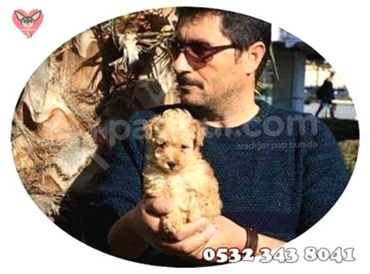 Süs Köpeği Cinsleri görsel