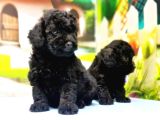 Çaklit Toy Poodle Yavru