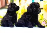 Çaklit Toy Poodle Yavru