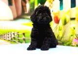 Çaklit Toy Poodle Yavru