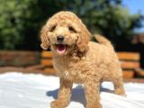 Sevi̇mli̇ Poodle Bebekleri̇mi̇z