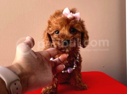 Tatli Poodle Yavrular görsel