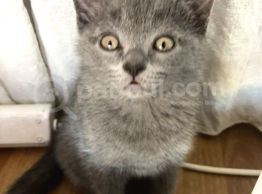 British Shorthair Erkek Yavrumuz görsel
