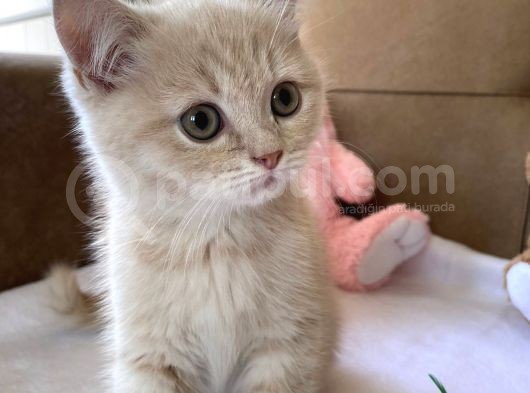 British Shorthair Golden Uyguna görsel