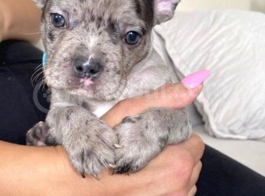 French Bulldog görsel