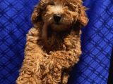 Di̇şi̇ Toypoodle Yavrularimiz