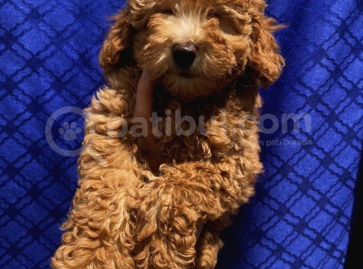 Di̇şi̇ Toypoodle Yavrularimiz görsel