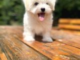 Bebek Yüzlü Maltese Terri̇er Bebekler