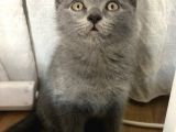 British Shorthair Erkek Yavrumuz
