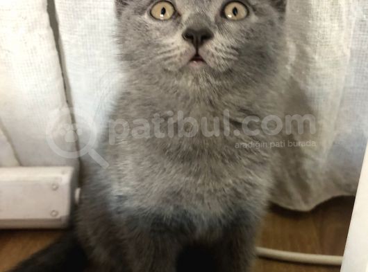 British Shorthair Erkek Yavrumuz görsel