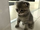 Scottish Straight Fold Yavruları Yuvalarını Arıyor